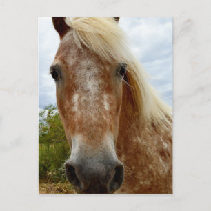 Sugar The Appaloosa Horse, Postcard