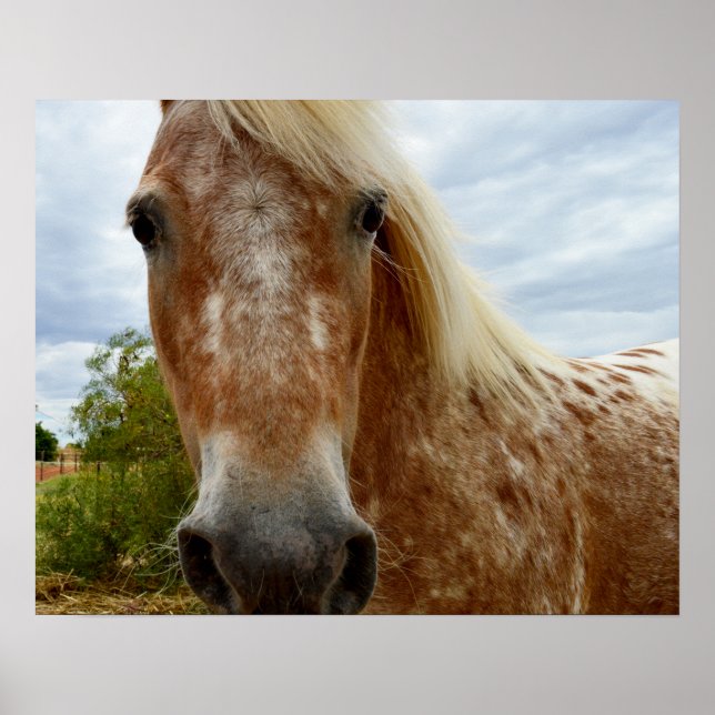 Sugar The Appaloosa Horse, Poster (Front)
