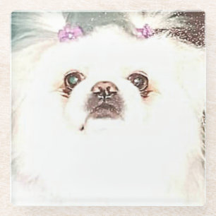 "SUGAR" the beautiful pekingese coasters