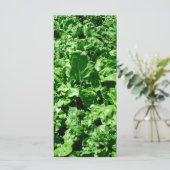 Sugarbeet field (Standing Front)