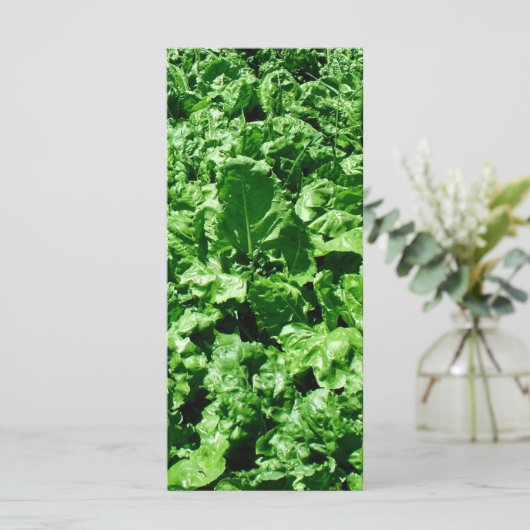 Sugarbeet field (Standing Front)