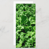 Sugarbeet field (Front/Back)