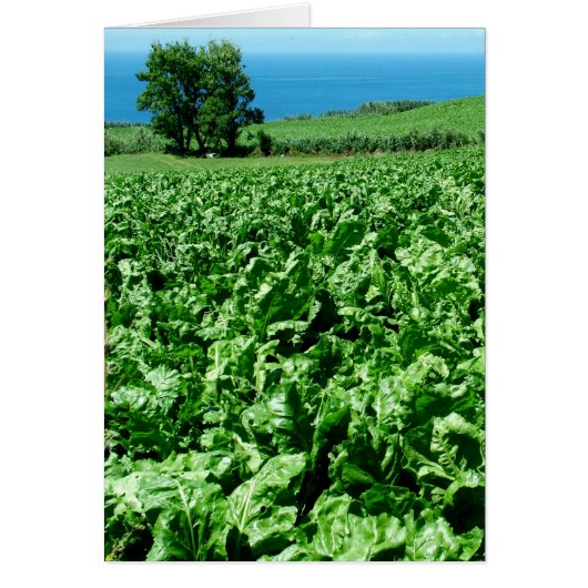 Sugarbeet field cards (Front)
