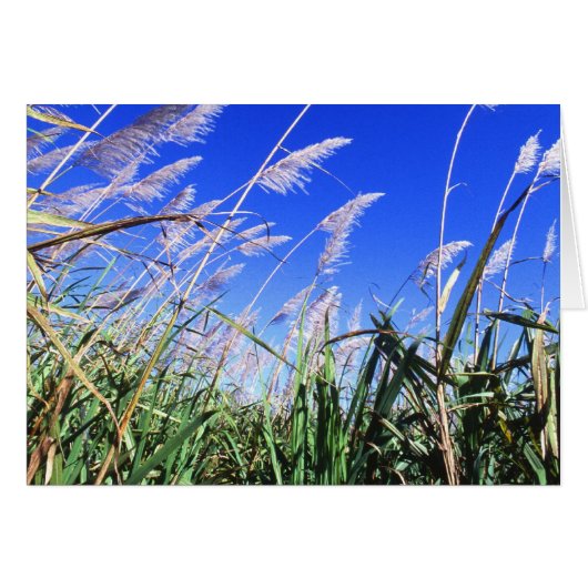 Sugarcane Field Cards (Front Horizontal)