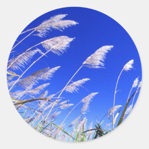 Sugarcane field classic round sticker