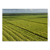 Sugarcane Plantations, Guyana (Front Horizontal)