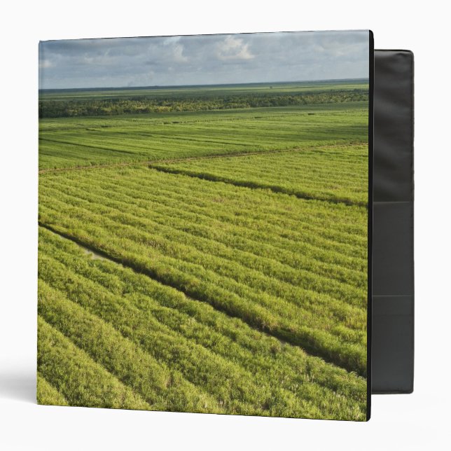 Sugarcane Plantations, Guyana 3 Ring Binder (Front/Inside)