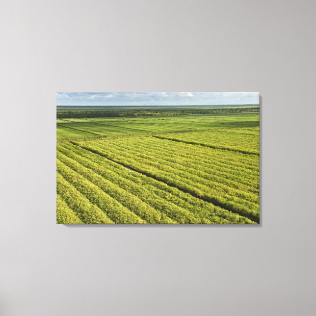Sugarcane Plantations, Guyana Canvas Print (Front)