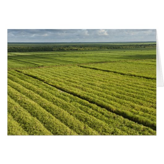 Sugarcane Plantations, Guyana Cards (Front Horizontal)