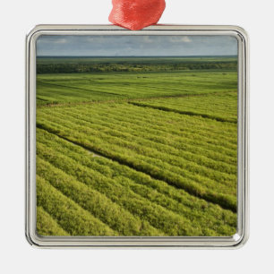 Sugarcane Plantations, Guyana Metal Ornament
