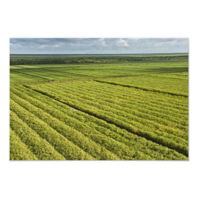 Sugarcane Plantations, Guyana Photo Print (Front)