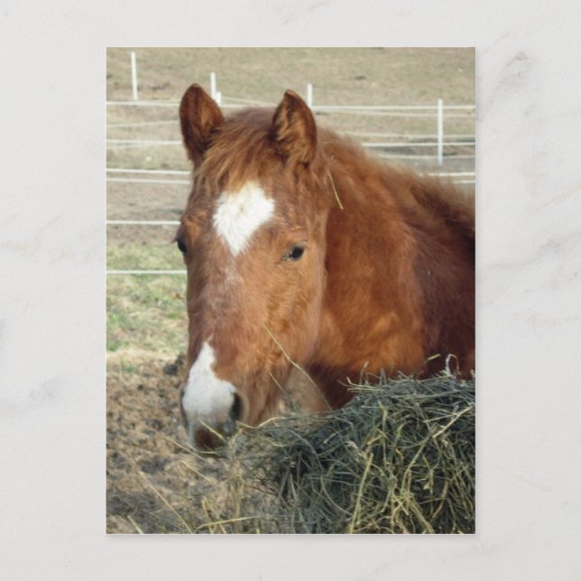 Sugarman's Lynx Postcard (Front)