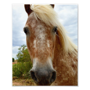 "Sugar's Stride: The Appaloosa's Grace" Photo Print