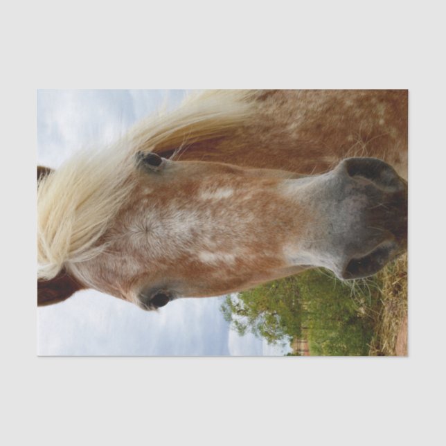 "Sugar's Stride: The Appaloosa's Grace" Tissue Paper (Front)