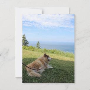 Suka Enjoying Cape George Postcard