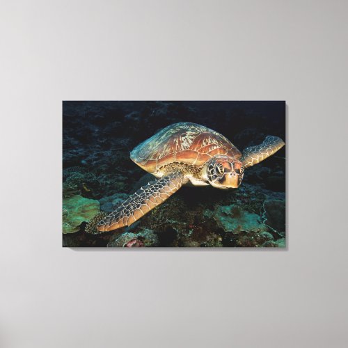 Sulawesi  Green Sea Turtle Canvas Print
