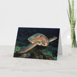 Sulawesi Green Sea Turtle Card