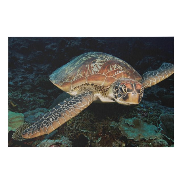 Sulawesi | Green Sea Turtle Faux Canvas Print (Front)