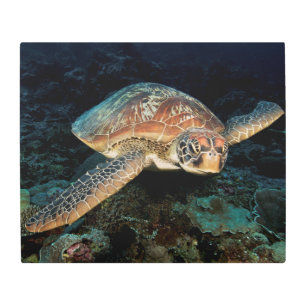Sulawesi Green Sea Turtle Metal Print