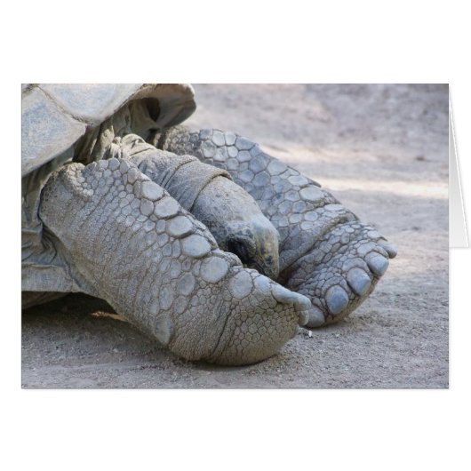 Sulcata Tortoise Cards (Front Horizontal)