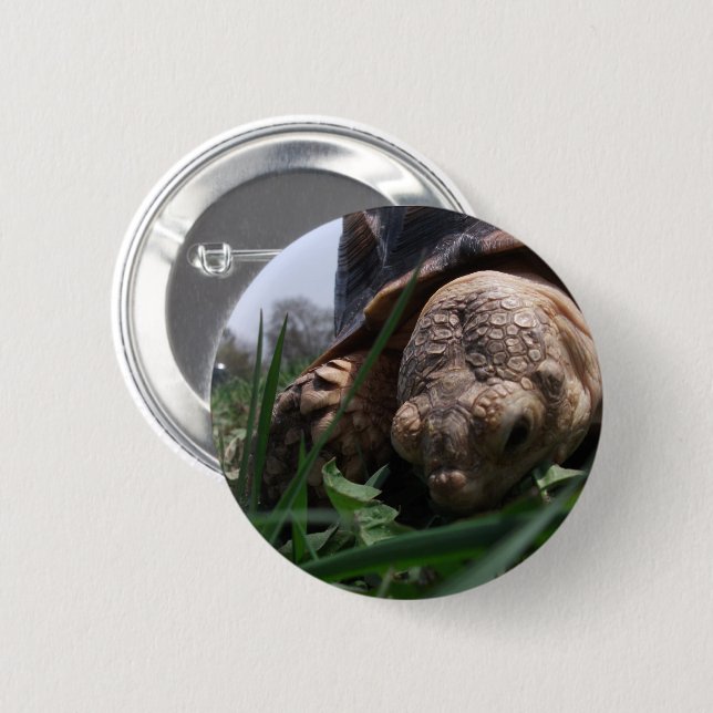 Sulcata Tortoise Close-up Grazing in Grass Button (Front & Back)