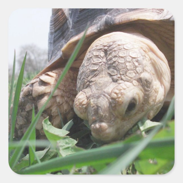Sulcata Tortoise Close-up Grazing in Grass Square  Sticker (Front)