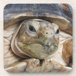 Sulcata Tortoise Face Close-up Beverage Coaster
