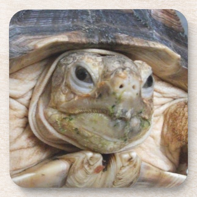 Sulcata Tortoise Face Close-up Beverage Coaster (Front)