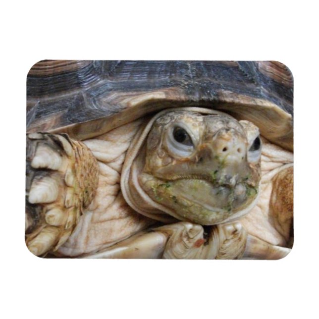 Sulcata Tortoise Face Close-up Magnet (Horizontal)