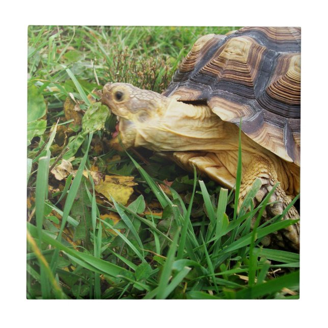 Sulcata Tortoise Grazing, Mouth Open, in Grass Ceramic Tile (Front)
