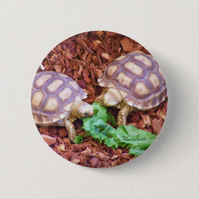 Sulcata Tortoise Hatchlings Button (Front)