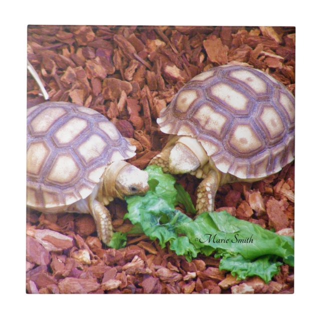 Sulcata Tortoise Hatchlings Tile (Front)
