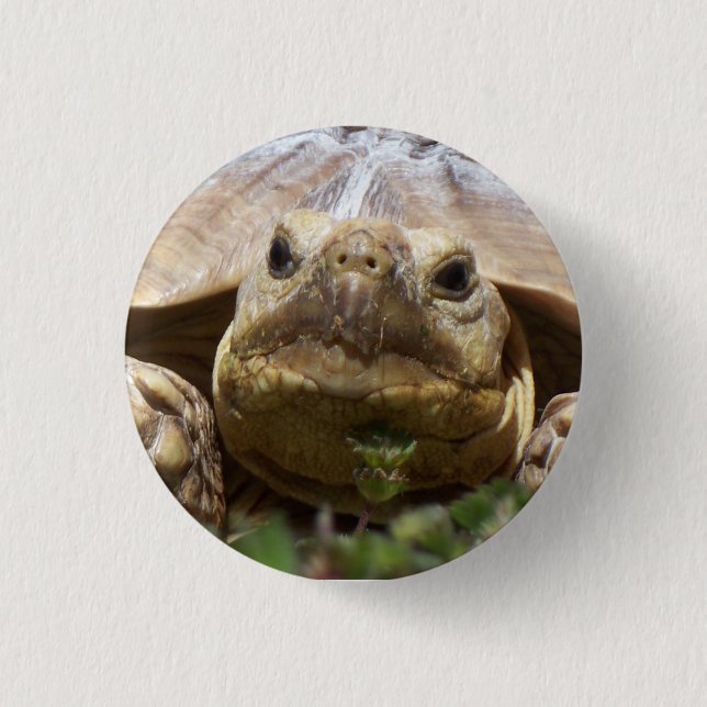 Sulcata Tortoise Pinback Button (Front)