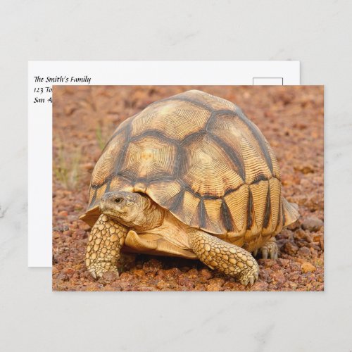 Sulcata Tortoise Postcard