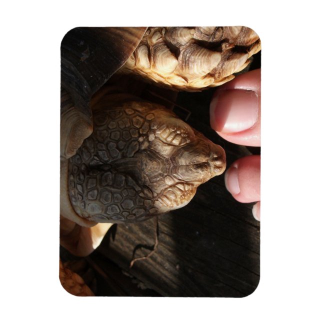 Sulcata Tortoise Watching People Toes Magnet (Vertical)