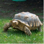 Sulcata Tortoises Statuette<br><div class="desc">Sulcata Tortoises</div>