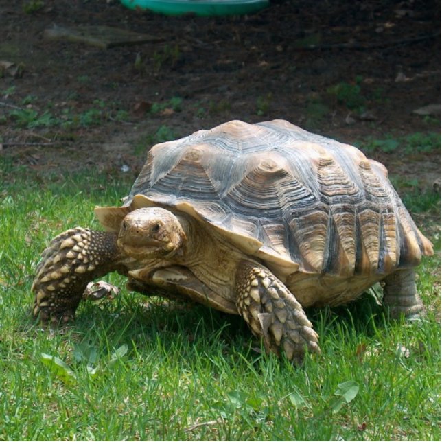 Sulcata Tortoises Statuette (Front)