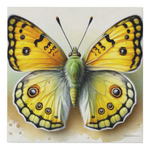 Sulfur Butterfly 091024IREF250 - Watercolor Faux Canvas Print