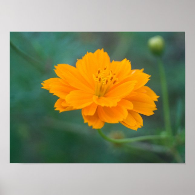 Sulfur Cosmos 01 Poster (Front)
