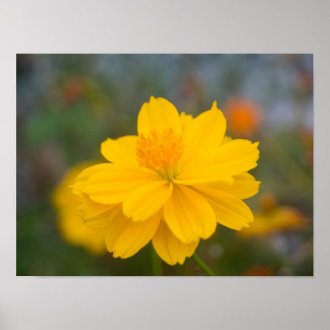 Sulfur Cosmos 02 Poster (Front)