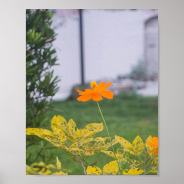 Sulfur Cosmos 03 Poster (Front)