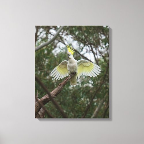 Sulfur_crested Cockatoo Bird Australia Canvas Print