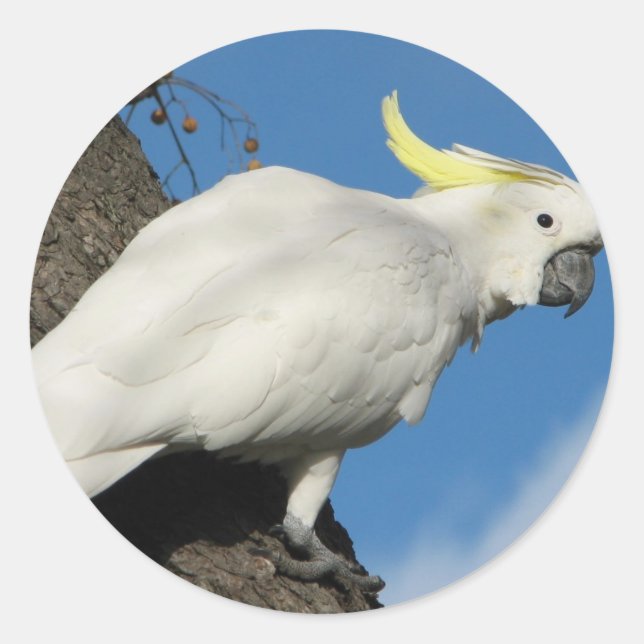 Sulfur crested cockatoo classic round sticker (Front)