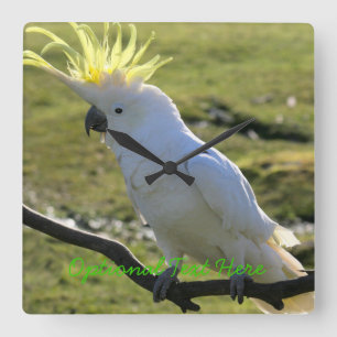 Sulfur-Crested Cockatoo in Australia Square Wall Clock