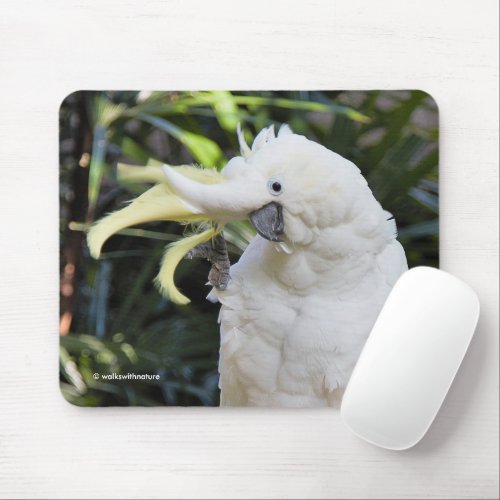 Sulfur_Crested Cockatoo Parrot Bird Waves Mouse Pad