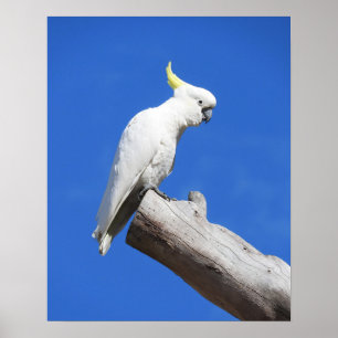 Sulfur Crested Cockatoo Poster