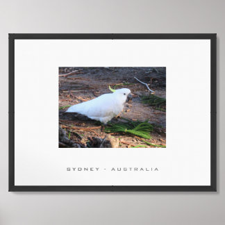 Sulfur Crested Cockatoo Sydney Australia Travel Framed Art