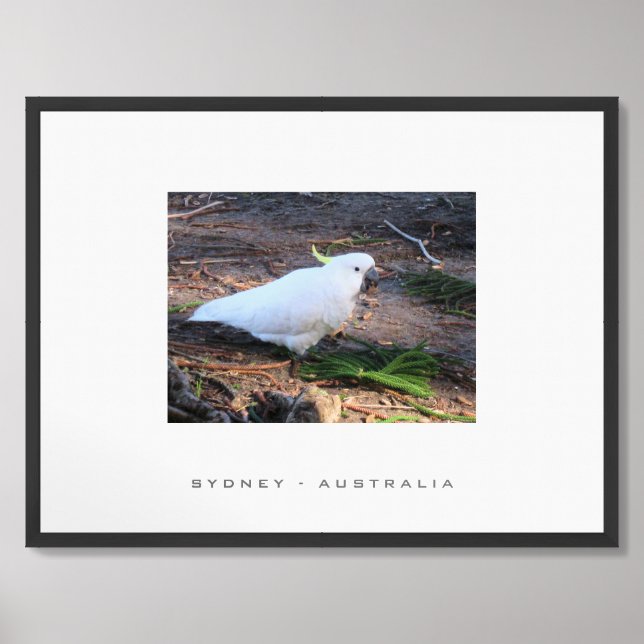 Sulfur Crested Cockatoo Sydney Australia Travel Framed Art (Framed Front)