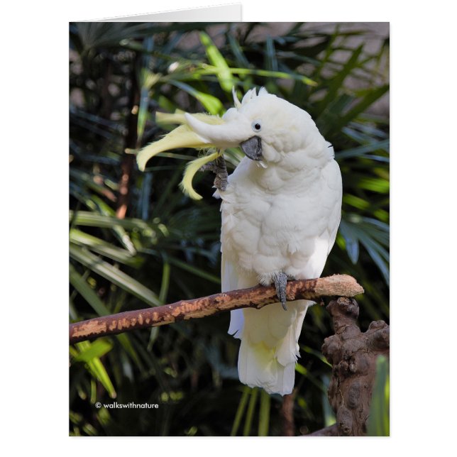 Sulfur-Crested Cockatoo Waves at the Photographer (Front)
