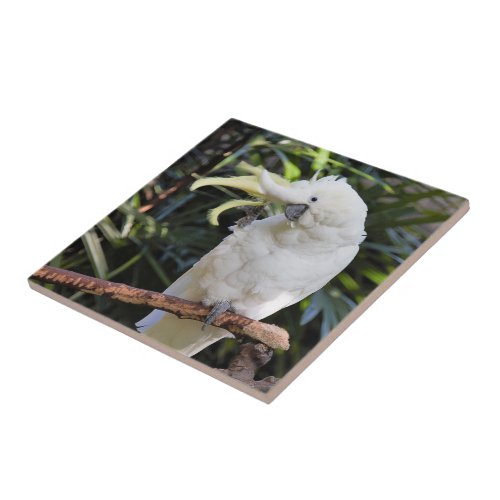 Sulfur_Crested Cockatoo Waves at the Photographer Ceramic Tile